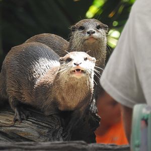Asian Small-Clawed Otter