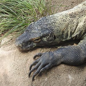 Komodo Dragon