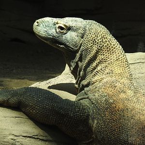 Komodo Dragon