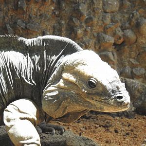 Rhinoceros Iguana