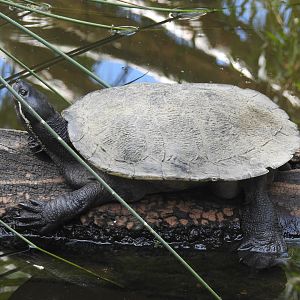 Murray River-Turtle