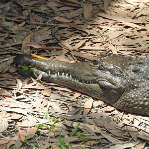 Freshwater Crocodile
