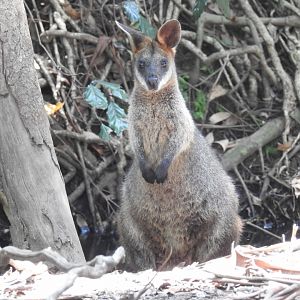 Swamp Wallaby