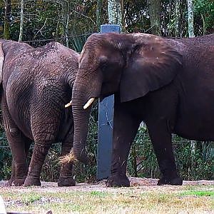 Jacksonville Zoo 2014 - YouTube