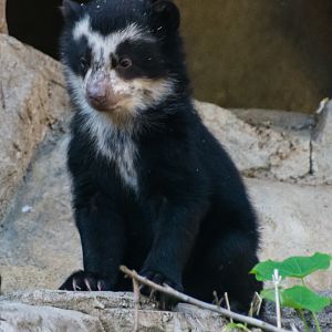 Andean Bear cub born 12/10/2022