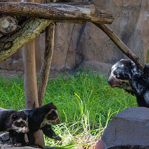 Mom and twin cubs born 12/10/2022