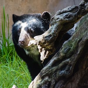 Mom Andean Bear Alba