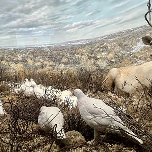 Willow Ptarmigan and Caribou