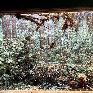 Hoh Rainforest Diorama