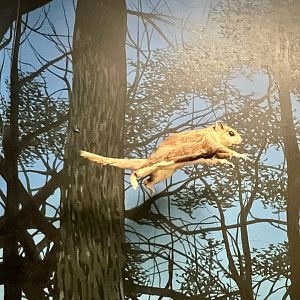 Southern Flying Squirrel