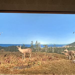 Montegue Island Diorama