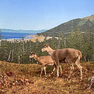 Sitka Blacktail Deer