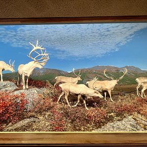 Caribou Diorama