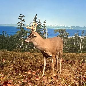 Sitka Blacktail Deer