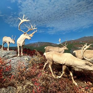 Caribou
