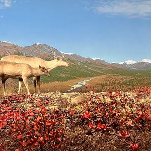 Caribou