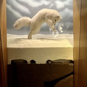Arctic Fox and Lemming Diorama