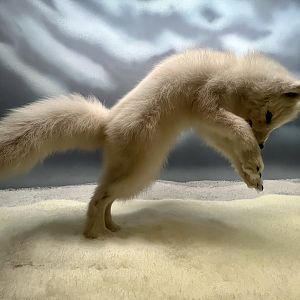 Arctic Fox