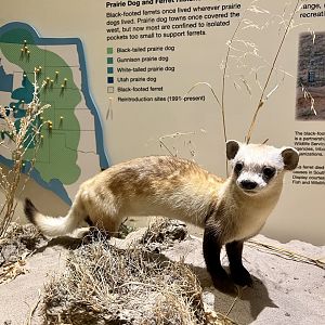 Black-footed Ferret Display