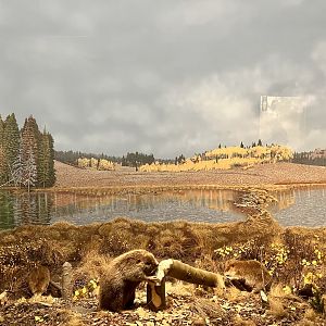 American Beaver Diorama