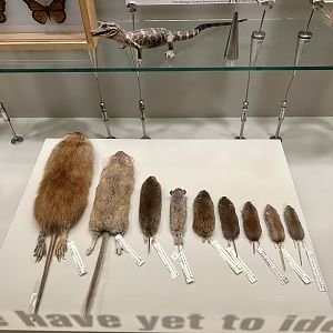 Variety of small rodents and an Alligator pup