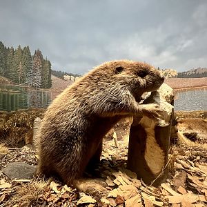 American Beaver