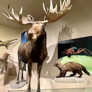Diversity of Life: Moose, Hammerhead Shark, Fisher, Cougar