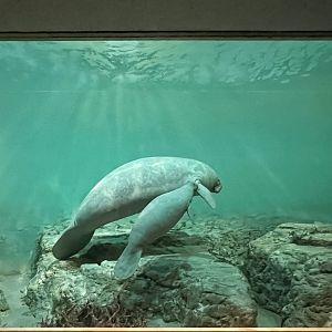 West Indian Manatee