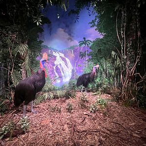 Double Wattled Cassowary