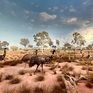 Emus