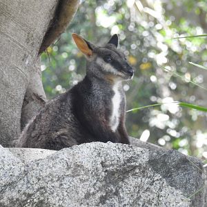 Brush-Tailed Rock-Wallaby