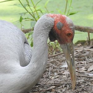 Brolga
