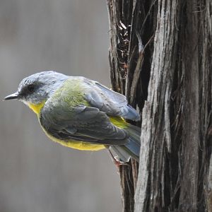 Eastern Yellow-Robin (wild)