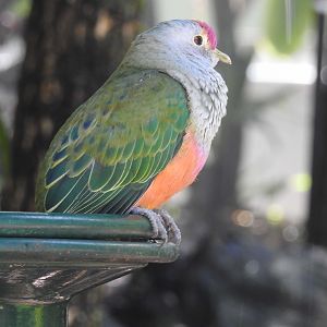 Rose-Crowned Fruit-Dove