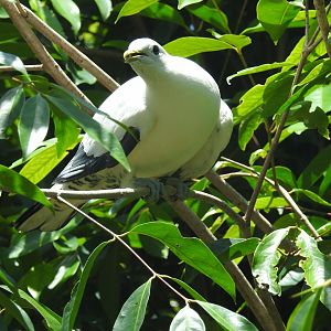 Pied Imperial-Pigeon