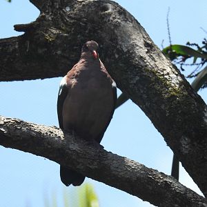 Pacific Emerald-Dove