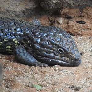 Eastern Shingleback