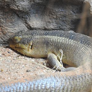 Yakka Skink