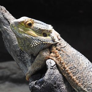 Inland Bearded-Dragon