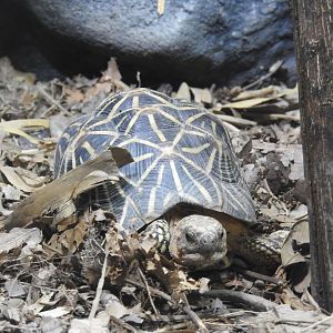 Indian Star-Tortoise
