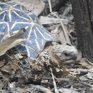 Indian Star-Tortoise