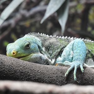 Fijian Crested-Iguana