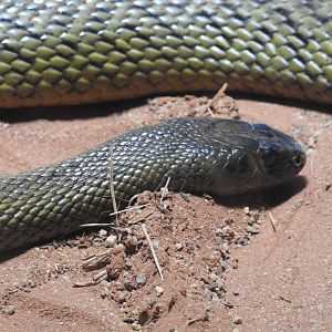 Inland Taipan