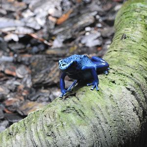 Blue Poison Dart-Frog