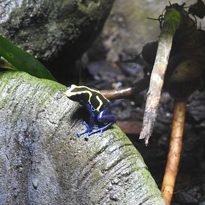 Dyeing Poison Dart-Frog