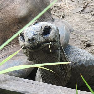 Aldabra Giant-Tortoise