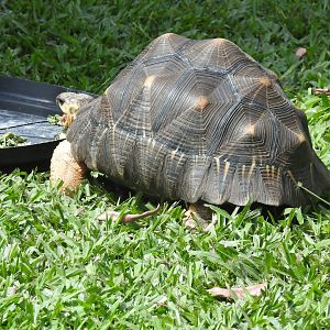 Radiated Tortoise