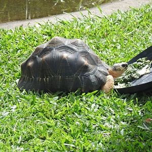 Radiated Tortoise