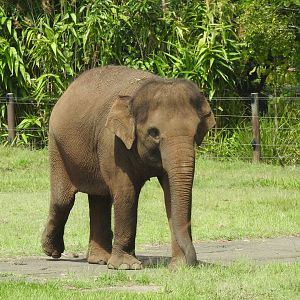 Asian Elephant