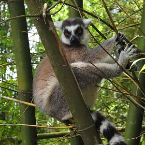 Ring-Tailed Lemur